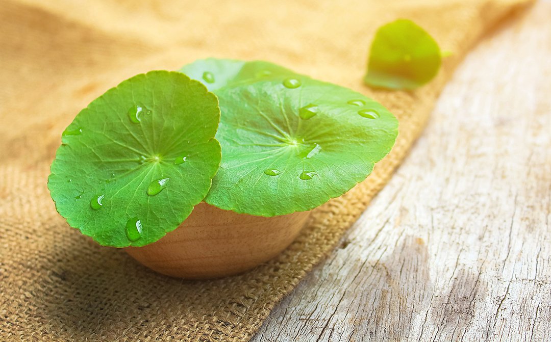 Kenalan Dengan Daun Pegagan (Centella Asiatica), si Lebar Untuk Bahan Skincare
