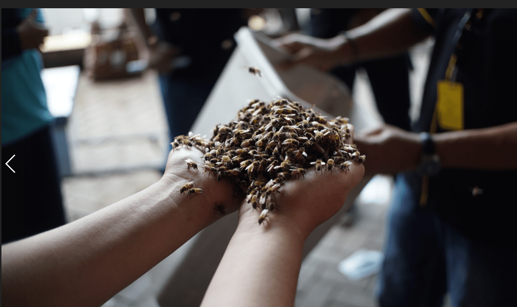 Terapi Sengat Lebah Untuk Wajah yang Lebih Bersih