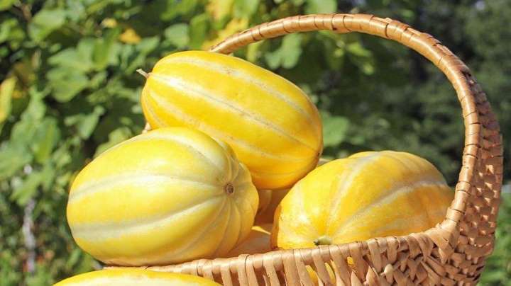 Si Kuning “Timun Suri” Yang Punya Segudang Manfaat