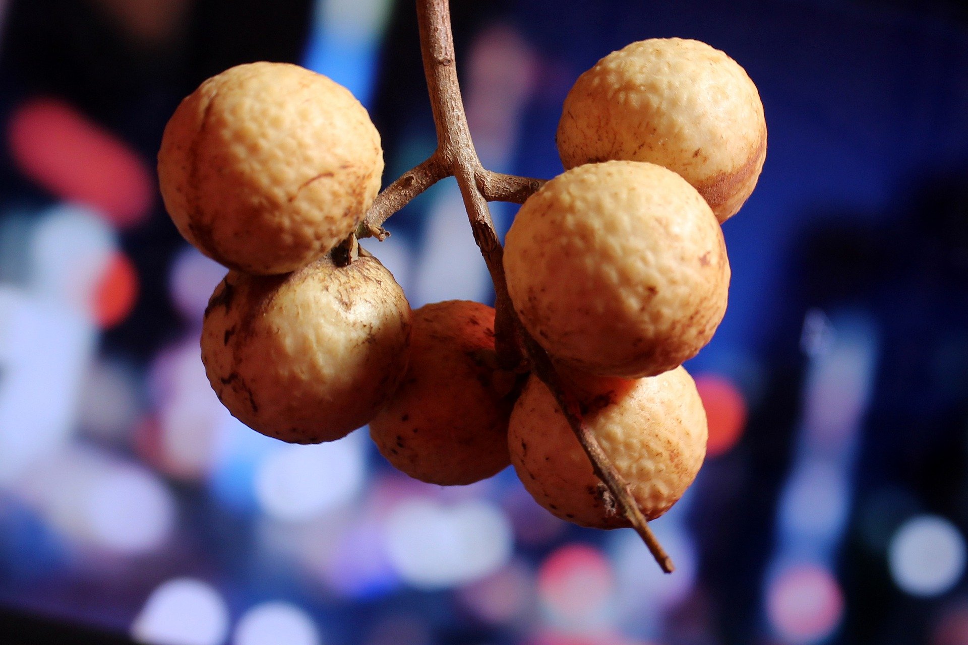 Longan, Buah Lengkeng Asal Tiongkok Untuk Antioksidan